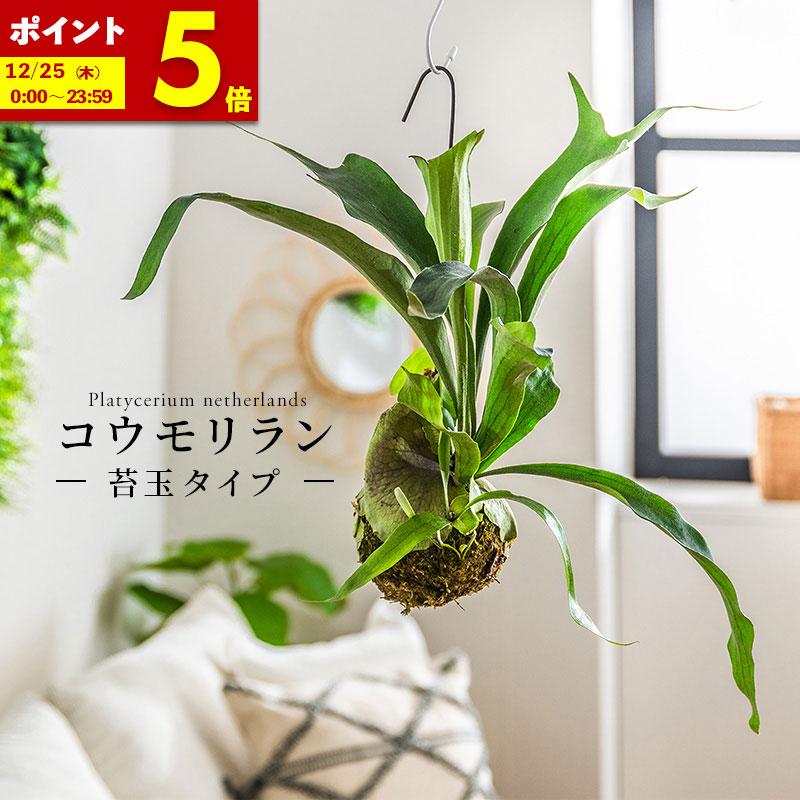 風蘭　吊り下げ苔玉 MINT コウモリラン コウモリランの苔玉 吊り下げ 苔玉 ビカクシダ 本物