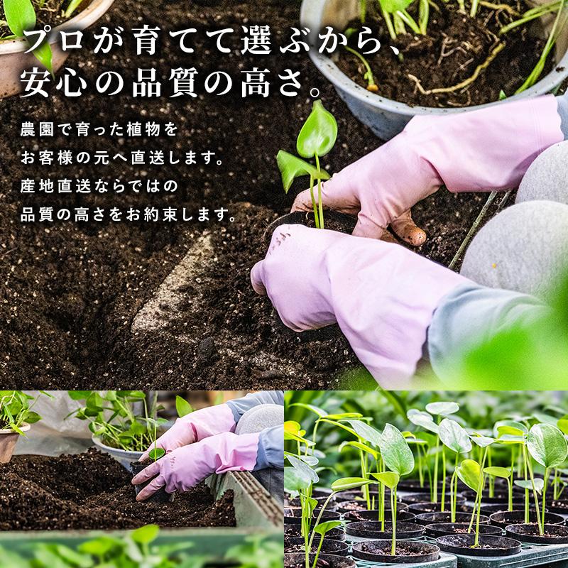 MINT コウモリラン コウモリランの苔玉 吊り下げ 苔玉 ビカクシダ 本物