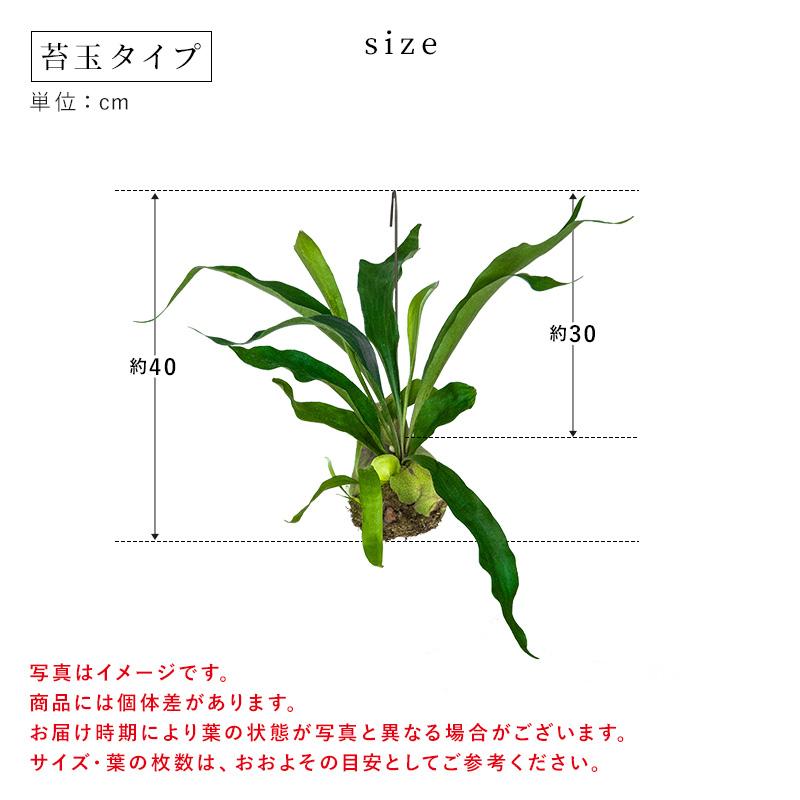 MINT コウモリラン コウモリランの苔玉 吊り下げ 苔玉 ビカクシダ 本物