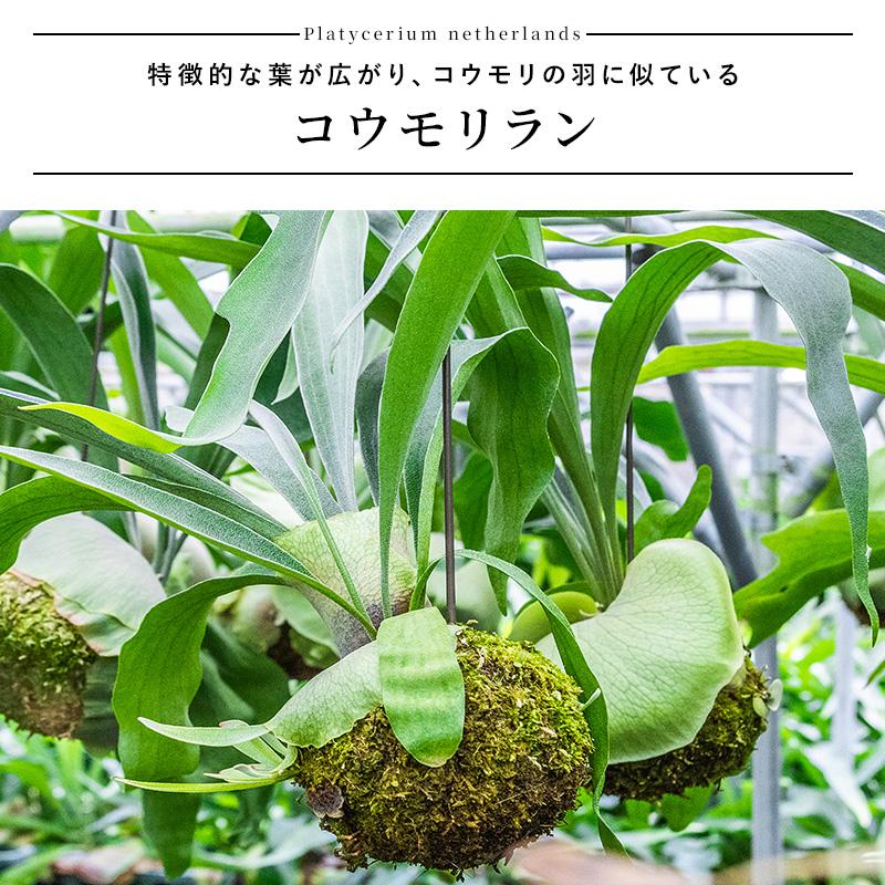 MINT コウモリラン コウモリランの苔玉 吊り下げ 苔玉 ビカクシダ 本物