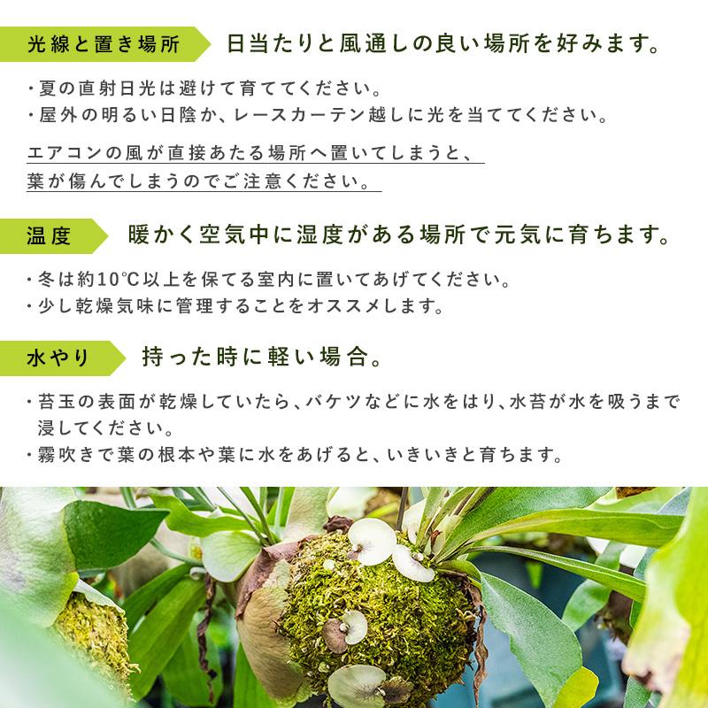 MINT コウモリラン コウモリランの苔玉 吊り下げ 苔玉 ビカクシダ 本物