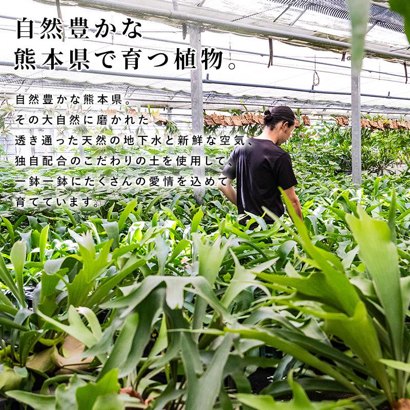 MINT コウモリラン コウモリランの苔玉 吊り下げ 苔玉 ビカクシダ 本物