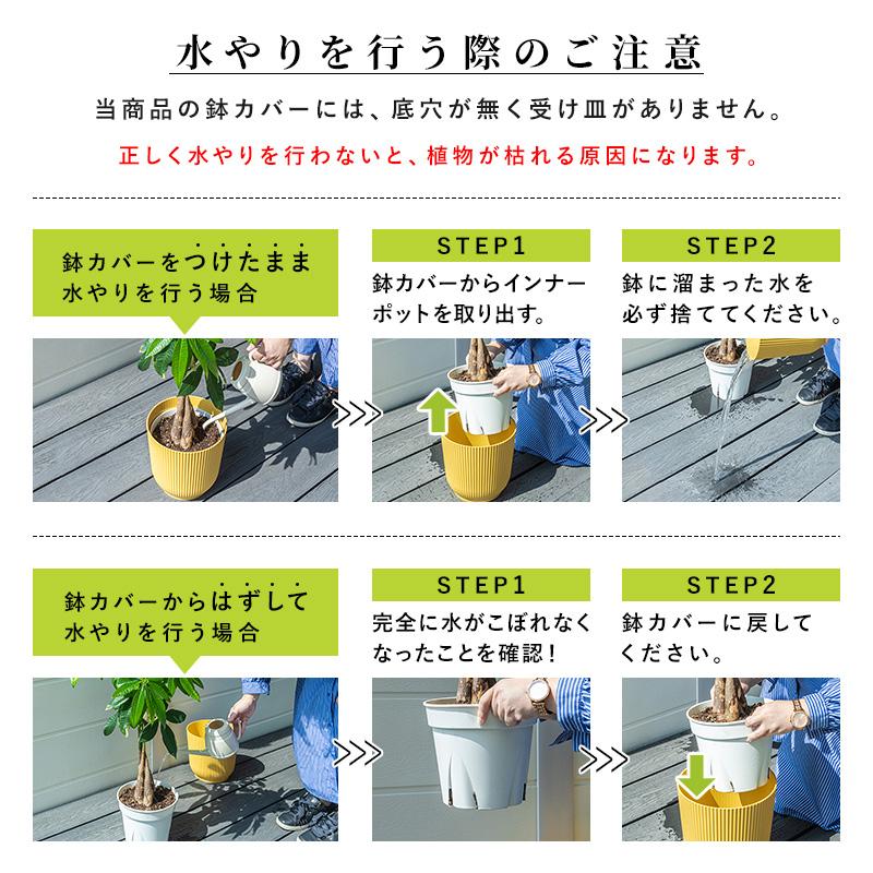 MINT パキラ 観葉植物 8号 鉢カバー付き 高さ約100〜120cm 鉢 植物