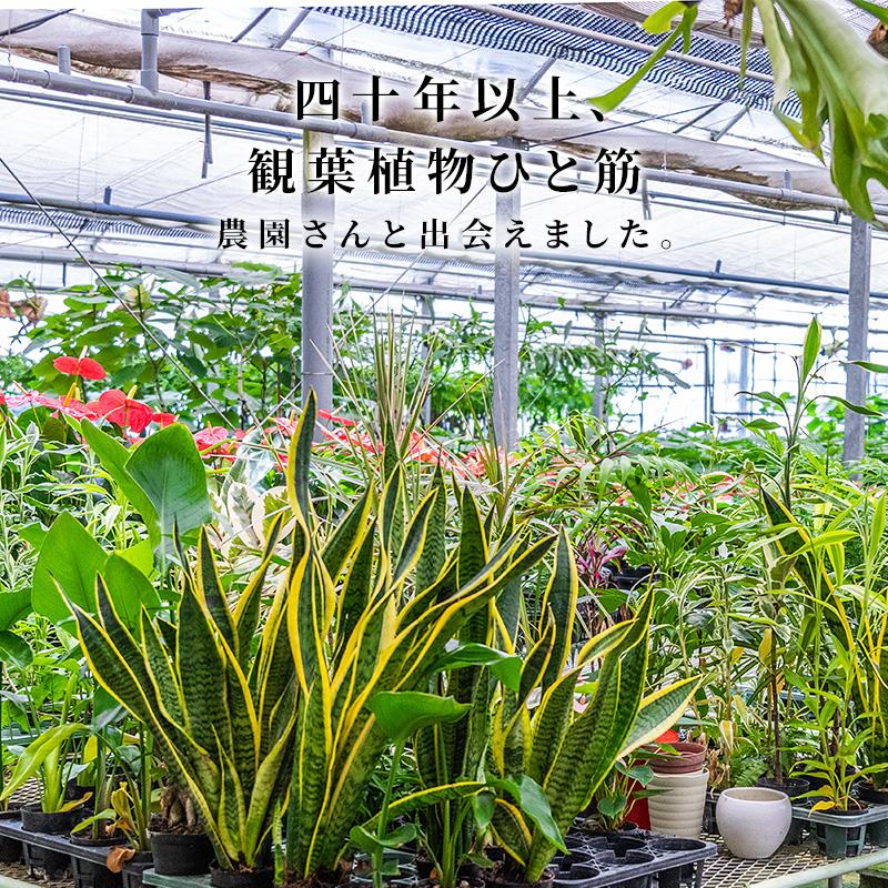 MINT パキラ 観葉植物 8号 鉢カバー付き 高さ約100〜120cm 鉢 植物