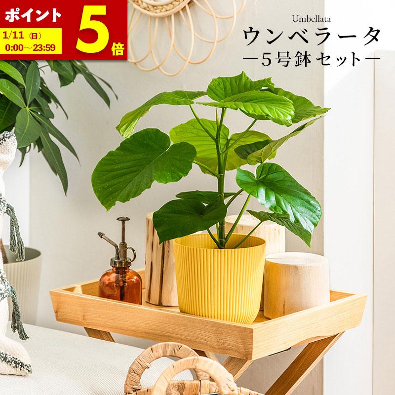MINT ウンベラータ 室内観葉植物 5号 高さ約40〜60cm 鉢カバー付き