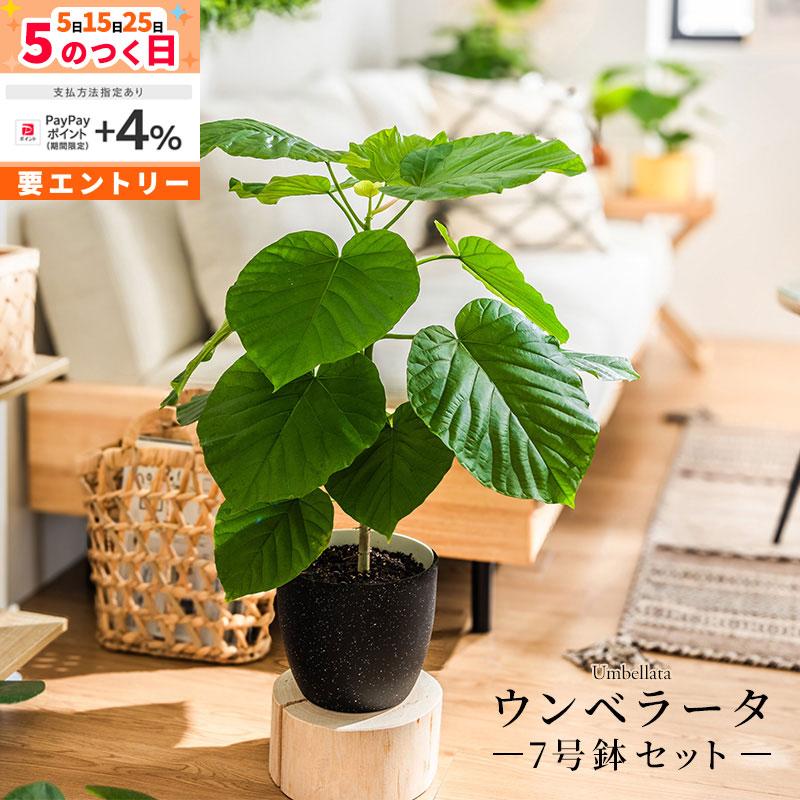 MINT ウンベラータ 室内観葉植物 7号 高さ約70〜90cm 鉢カバー付き 