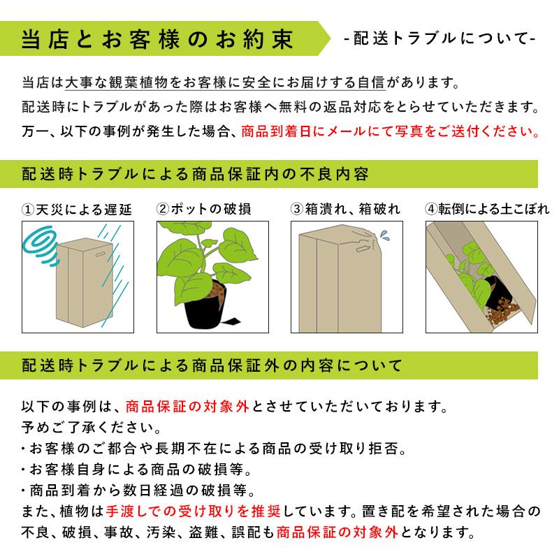 MINT ウンベラータ 室内観葉植物 7号 高さ約70〜90cm 鉢カバー付き
