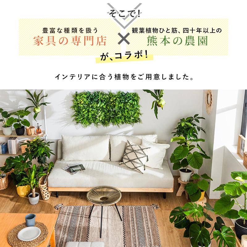 MINT ウンベラータ 室内観葉植物 7号 高さ約70〜90cm 鉢カバー付き