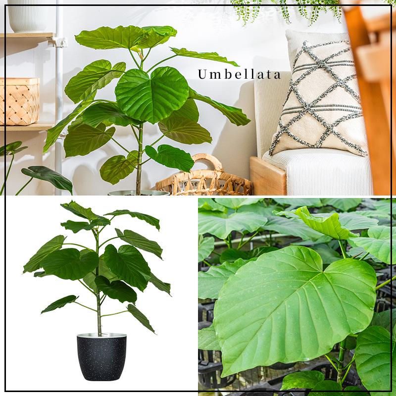 MINT ウンベラータ 室内観葉植物 7号 高さ約70〜90cm 鉢カバー付き
