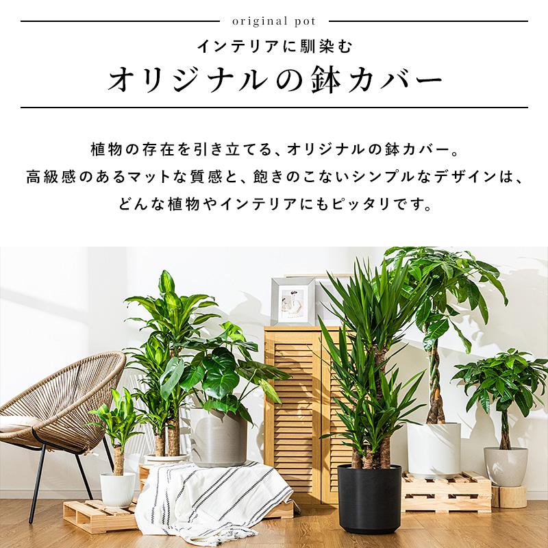 MINT ユッカ 青年の木 観葉植物 8号 鉢カバー付き 高さ約110〜130cm 鉢