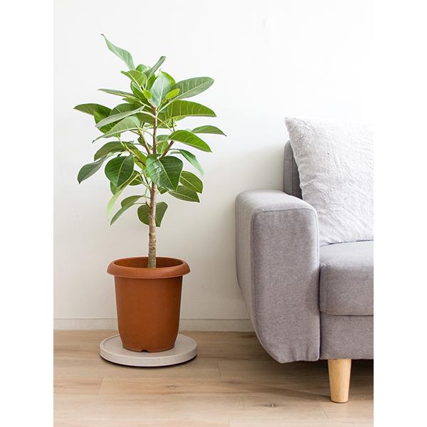 気質アップ キャスター付き台 プランタースタンド Treno トレーノ 完成品 キャスター付き 30cm円形 10号鉢 移動が楽 鉢 プランターラック カラー ナチュラル Www We Job Com