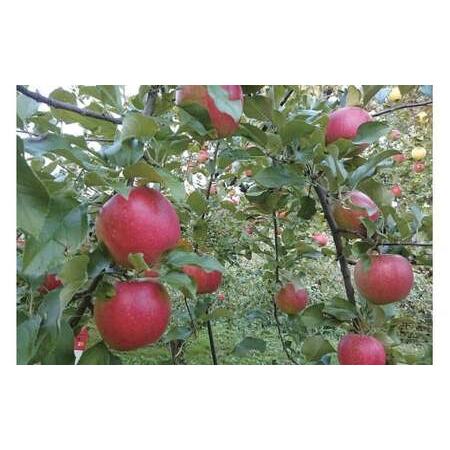 ふるさと納税 E123_01H　【贈答用箱入】菅谷りんご　シードルセット 新潟県新発田市 