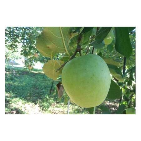 ふるさと納税 E123_01H　【贈答用箱入】菅谷りんご　シードルセット 新潟県新発田市 