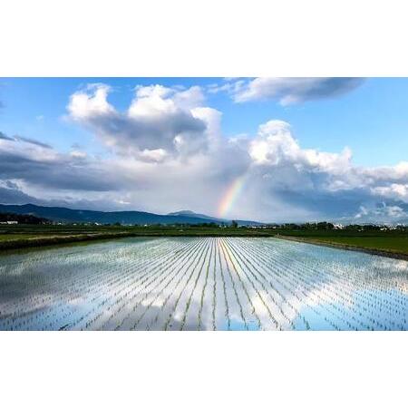 ふるさと納税 新潟県産コシヒカリ　謙信秘蔵米20kg 新潟県上越市 食品 その他食品 H1769731015(17550円)