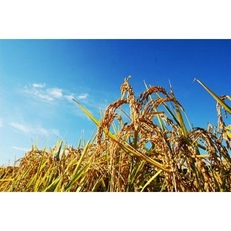 ふるさと納税 【令和8年産・玄米2kg×6カ月定期便】特別栽培米　五郎兵衛米 〈2026年10月中旬頃〜順次発送〉 先行予約　新米　信州　こしひ.. 長野県佐久市_1