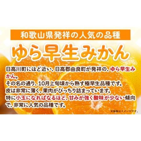 ふるさと納税 みかん 訳あり ゆら早生みかん 約5kg 和歌山県日高川町 |  | 02