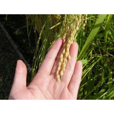 ふるさと納税 【2616-0284】[岡山の酒] 御前酒 雄町米 [吟醸飲みくらべセット]《純米大吟醸 鳳凰／馨》《純米吟醸 如意山》720ml×3本 真庭.. 岡山県真庭市 Y1455099138(14430円)