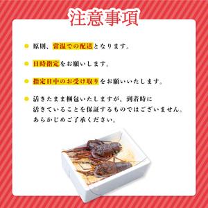 ふるさと納税 季節限定 箱詰め伊勢海老サイズおまかせ中セット（約２．０kg）【4月以降発送】 徳島県海陽町の画像