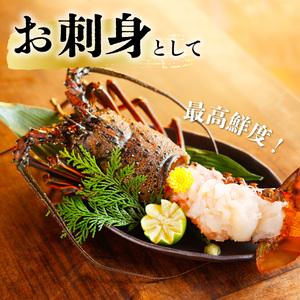 ふるさと納税 季節限定 箱詰め伊勢海老サイズおまかせ中セット（約２．０kg）【4月以降発送】 徳島県海陽町の画像