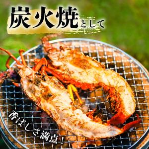 ふるさと納税 季節限定 箱詰め伊勢海老サイズおまかせ中セット（約２．０kg）【4月以降発送】 徳島県海陽町の画像