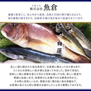 ふるさと納税 【早期受付】【活】タグ付き 松葉ガニ 大1枚（800g前後）| カニ 松葉ガニ タグ付き ※着日指定不可※2026年11月上旬頃から順次発送.. 鳥取県北栄町_4