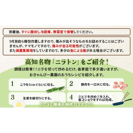 ふるさと納税 生産量日本一香南市のニラ 4kg - ニラ 香南市産 にら 朝採れ 産地直送 香味野菜 ニラ on-0013 高知県香南市｜furunavi｜04