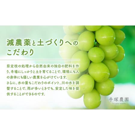 2026年／令和8年発送】特別栽培 減農薬 大粒 シャインマスカット 約2.4