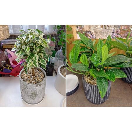 ふるさと納税 【6回定期便】 おまかせ そのまま飾れる インテリアグリーン / 観葉植物 鉢植え 鉢 植物 花 フラワー 旬 育てやすい 寄せ植え おし.. 長崎県大村市_2