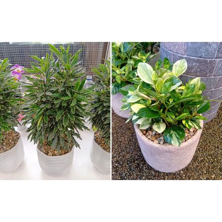 ふるさと納税 【6回定期便】 おまかせ そのまま飾れる インテリアグリーン / 観葉植物 鉢植え 鉢 植物 花 フラワー 旬 育てやすい 寄せ植え おし.. 長崎県大村市_3