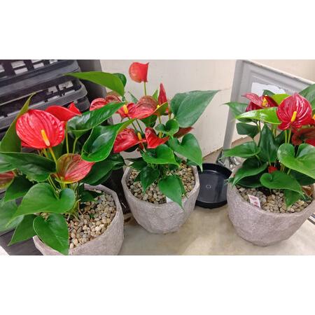 ふるさと納税 【6回定期便】 おまかせ そのまま飾れる インテリアグリーン / 観葉植物 鉢植え 鉢 植物 花 フラワー 旬 育てやすい 寄せ植え おし.. 長崎県大村市_4