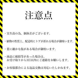 ふるさと納税 アガベ チタノタ「ブルー」 5号黒鉢 四国ガーデン 人気 多肉植物 インテリア 観葉植物 グリーン リラックス 初心者でも育てやすい .. 愛媛県伊予市 ブルー