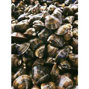 ふるさと納税 琵琶湖に感謝 滋味香る 琵琶湖産 天然瀬田シジミ 3kgパック D018sm 滋賀県近江八幡市 ふるなび ふるさと納税 通販 Yahoo ショッピング