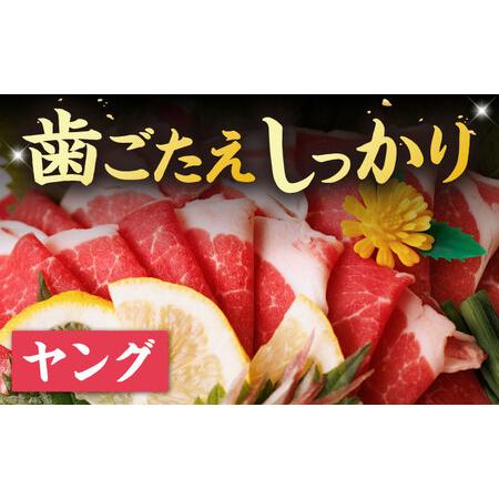 ふるさと納税 【12回定期便】ヤング馬刺し 計600g（6pc）＋タレ大【馬刺しの郷 民守】 馬肉 熊本県 特産品 馬刺し [ZBL103] 熊本県山鹿市の画像