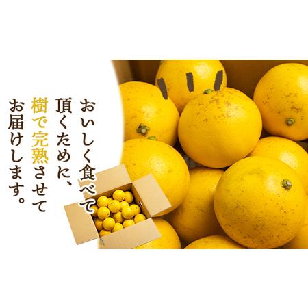 ふるさと納税 【2026年出荷分】日向夏 ハウス小夏 2.5kg(家庭用) 日向夏 高知県産 kd-0029 高知県香南市_3