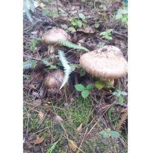 26【新品未使用】 ふるさと納税 【予約受付】秋の京都丹波で 松茸狩り体験と極上松茸会席（1名様分）＜利用期間：10月初旬〜11月上旬頃まで＞《生活支援 訳あり》.. 京都府亀岡市 【CEG1216738261】(42840円)