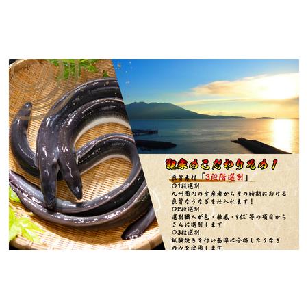 ふるさと納税 1723-2 【定期（全6回）】大人気！鯉家の絶品蒲焼「真地焼きうなぎ（2尾）」【国産・手焼き備長炭】 KN040-T04 魚 冷凍 鰻 鹿児島県鹿屋市_3