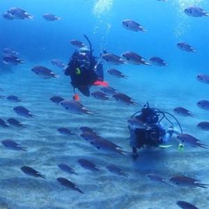 ふるさと納税 伊東・城ヶ崎の海で初級ダイビングライセンスが取得できる　2日コース_旅行券・チケット ダイビング 体験チケット   旅行券・チケ.. 静岡県伊東市_2