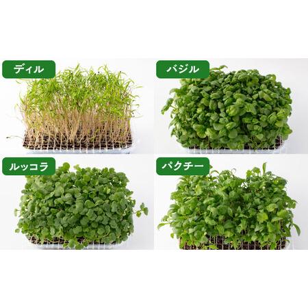 ふるさと納税 マイクロ野菜 ハーブ 4点セット〈 ディル パクチー バジル ルッコラ 〉【諏訪農林】[TDO004] 岐阜県多治見市｜furunavi｜05