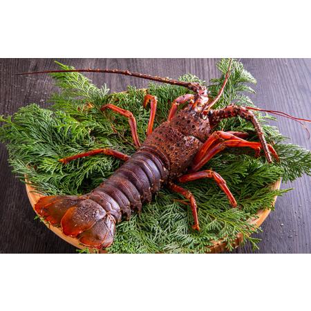 ふるさと納税 伊勢海老のクリーム焼き（3尾） 【 伊勢海老 イセエビ 海鮮 手作り クリスマス お正月 人気 ふるさと納税 数量限定 】 静岡県南伊豆町_2