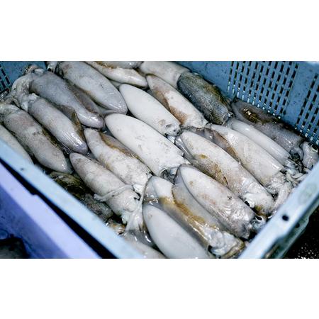ふるさと納税 柔らか肉厚の スルメイカ 一夜干し 6枚[ 国産 干物 肴 つまみ イカ ] 京都府宮津市_4