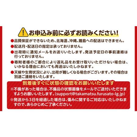 ふるさと納税 みかん 果物 フルーツ オリジナル品種 【訳あり】ご家庭用小原紅早生みかん(大玉)　約2.5kg【10月下旬〜1月下旬配送予定】【T006-7.. 香川県高松市｜furunavi｜05