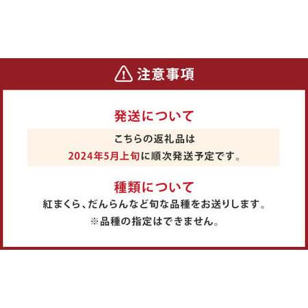 ふるさと納税 【2024年5月上旬より発送開始】大玉西瓜（1玉入り）8kg以上 すいか スイカ 熊本県熊本市｜furunavi｜03