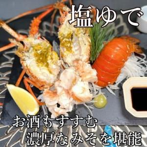 ふるさと納税 【 予約受付 令和8年9月16日以降発送 】活伊勢海老 (軍手付き) 2〜6尾 約1.5kg【イセエビ 伊勢海老】 高知県室戸市_4