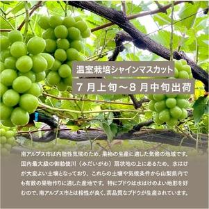 ふるさと納税 5-130 【2024年先行予約】早期出荷温室栽培シャインマスカット1.7kg以上3〜4房入ギフト化粧箱入り　お中元　贈り物用に 山梨県南アルプス市｜furunavi｜05