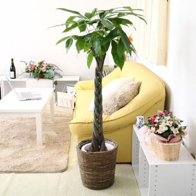 ふるさと納税 [観葉植物]パキラ 8号 ブラウンバスケット鉢カバー 土の表面:ウッドチップ [観葉植物 インテリア 部屋 おしゃれ 福岡県 筑前町 .. 福岡県筑前町