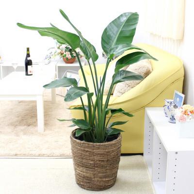 ふるさと納税 [観葉植物]オーガスタ 8号 ブラウンバスケット鉢カバー 土の表面:ウッドチップ[観葉植物 インテリア 部屋 おしゃれ 福岡県 筑.. 福岡県筑前町