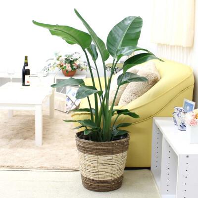 ふるさと納税 [観葉植物]オーガスタ 8号 ストライプバスケット鉢カバー 土の表面:ウッドチップ [観葉植物 インテリア 部屋 おしゃれ 福岡県 .. 福岡県筑前町
