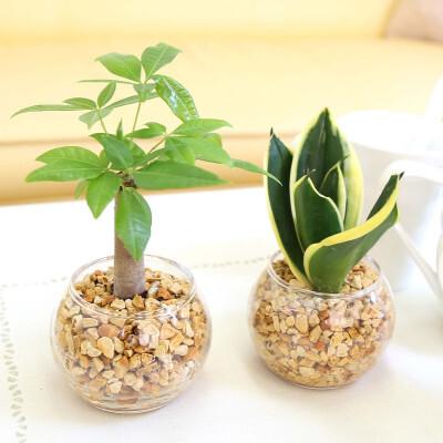 ふるさと納税 [観葉植物]土を使わないで清潔なミニ観葉植物 ゼオライト植え・ガラス鉢 丸形 2鉢セット(パキラとサンスベリア)[観葉植物 イ.. 福岡県筑前町