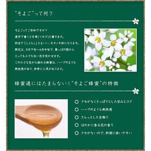 ふるさと納税 【全6回】 定期便 かの蜂 国産 そよご蜂蜜 合計6kg（とんがり容器1kgを毎月1本お届け） 蜂蜜 はちみつ ハチミツ 非加熱 国産 ボト.. 福岡県八女市の画像