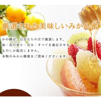 ふるさと納税 【全3回】 定期便 かの蜂 国産 みかん蜂蜜 合計1.5kg（とんがり容器500gを毎月1本お届け） 024-T016 福岡県八女市の画像